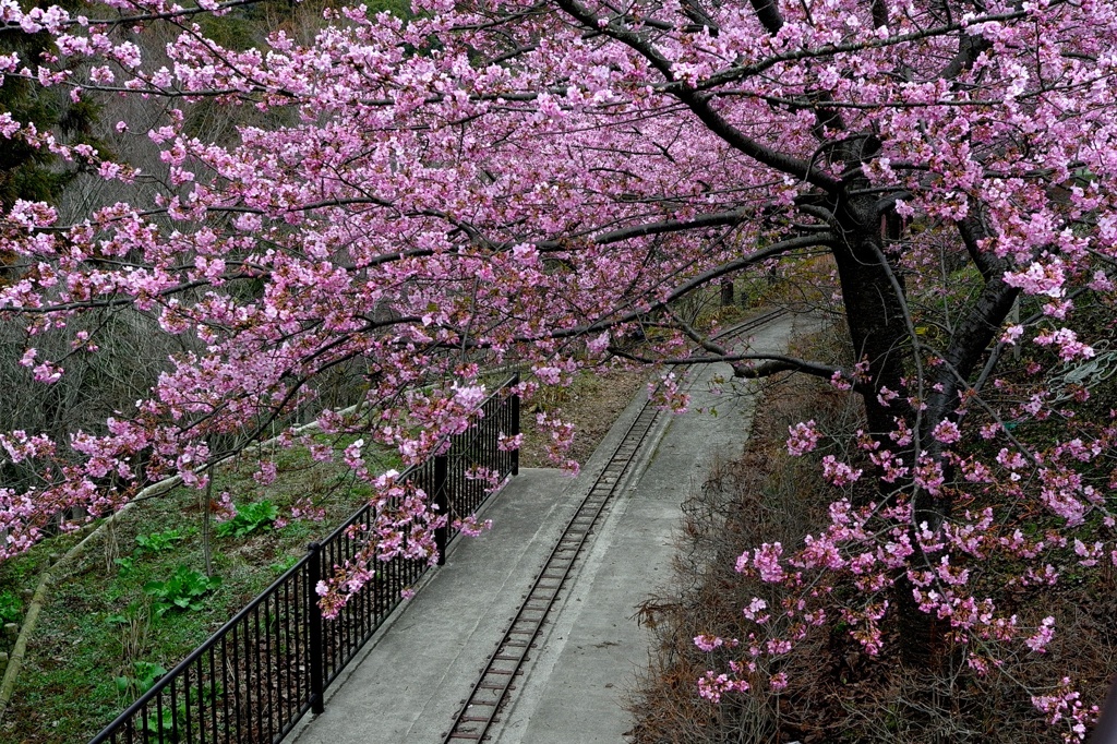 桜のトンネル