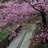 桜のトンネル