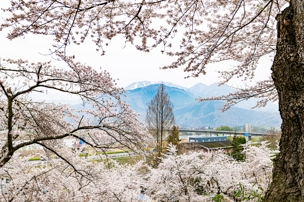 桜影