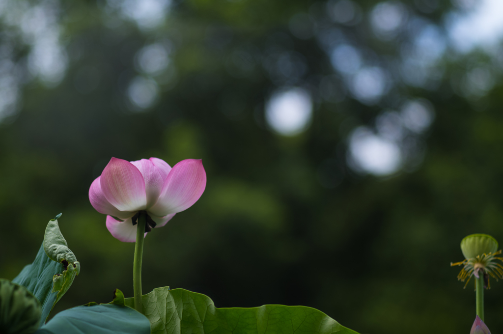 木漏れ日に咲く