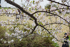 桜堤の大きな枝ぶり