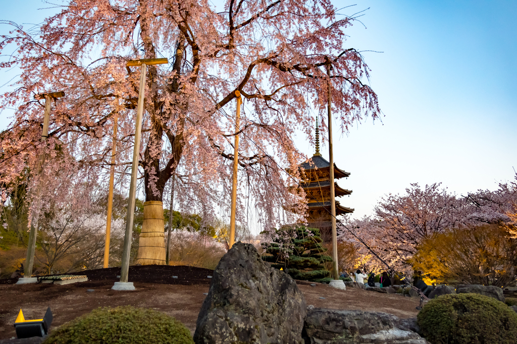 東寺ライトアップ