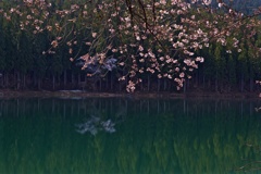 中子の桜