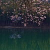 中子の桜