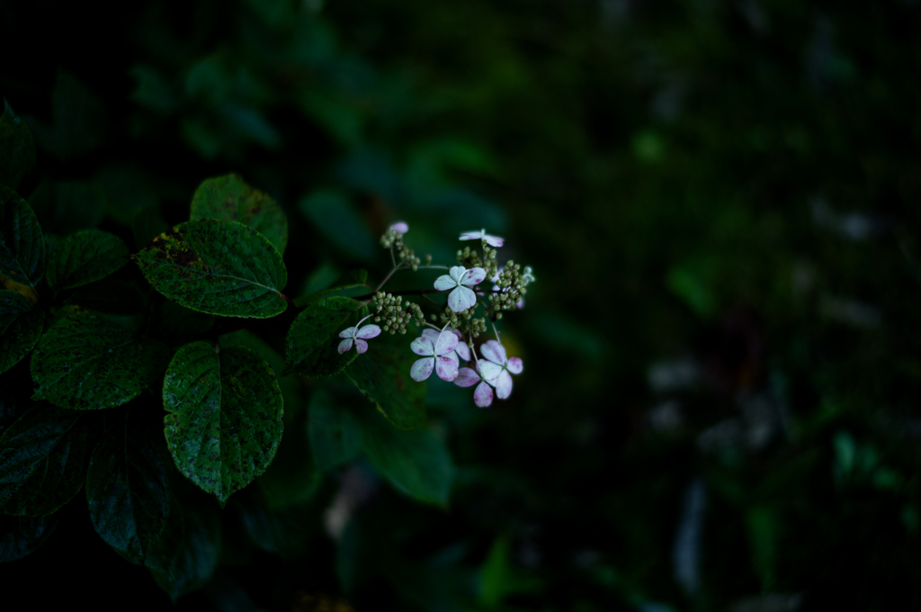 山の紫陽花