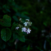 山の紫陽花