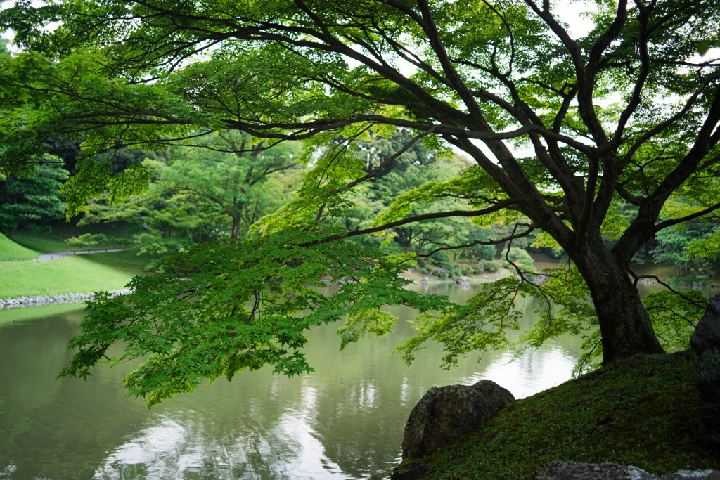 新緑の水面