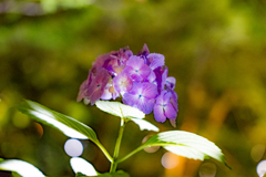 夜の紫陽花