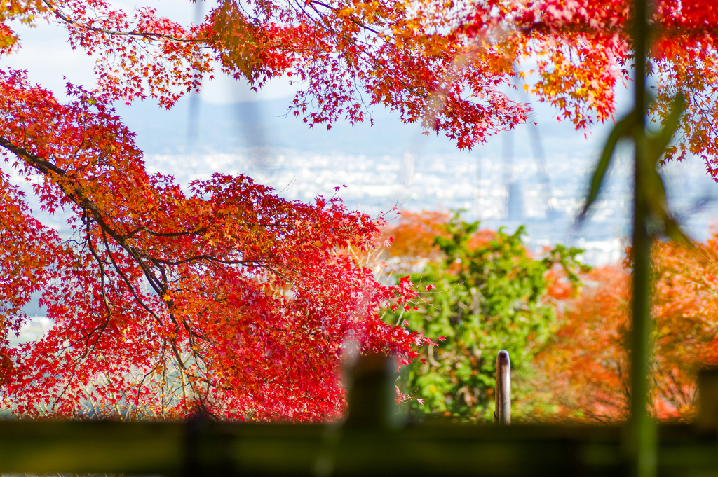 紅葉ウィンドウ
