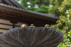 カエル