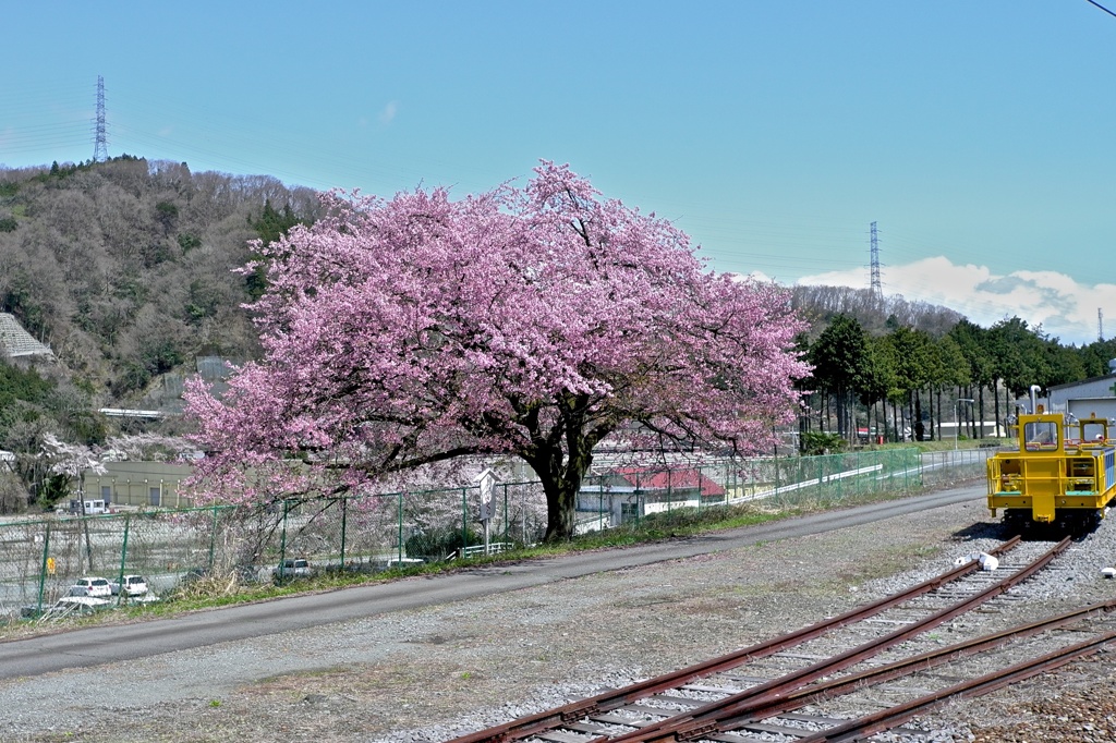 きんたろう桜