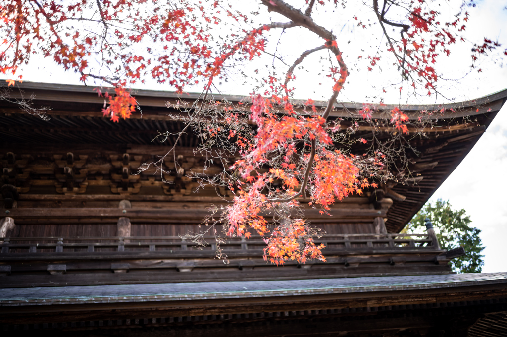 終わりかけの紅葉