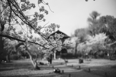 桜修飾