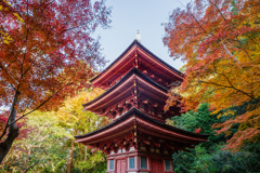 青空と紅葉と建築と