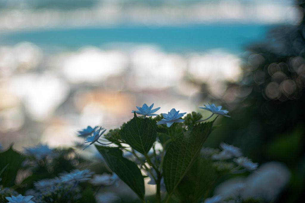 紫陽花の向こうに