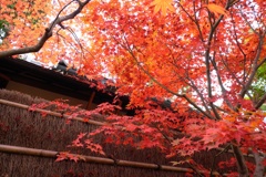 日本家屋と紅葉