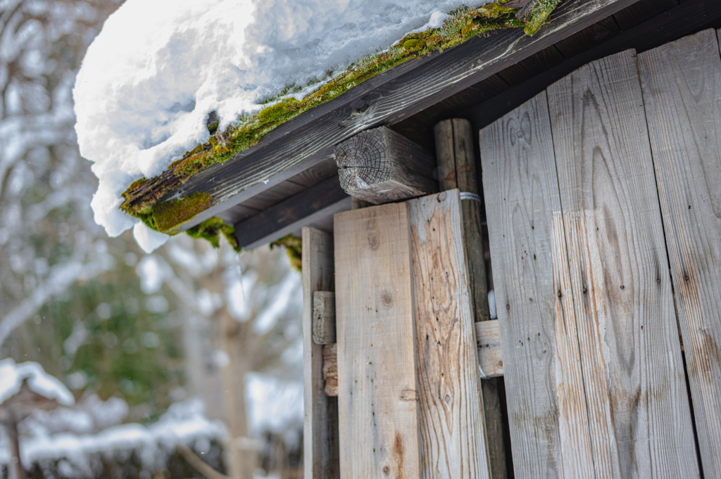 苔と雪