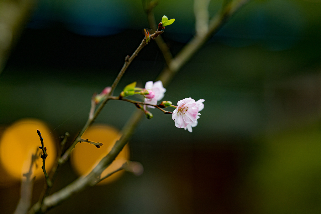 十月桜