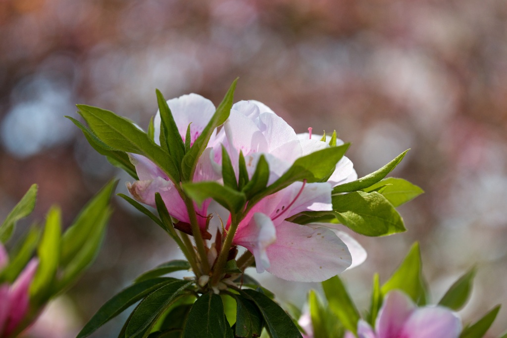 躑躅と桜