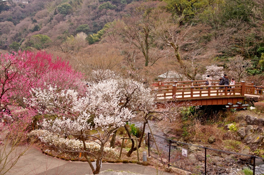 春の庭園