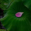 落花