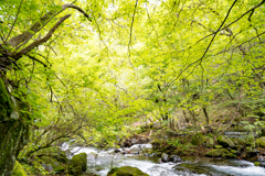 渓流と深緑