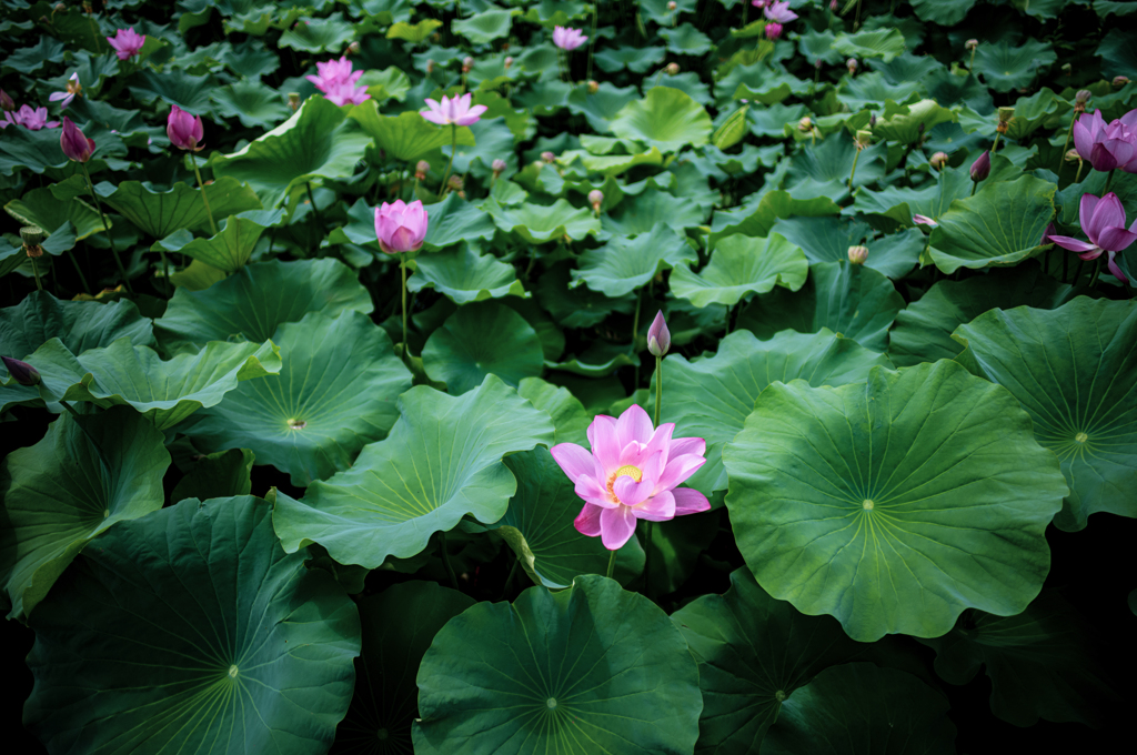 続々開花中