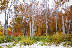 雪と紅葉