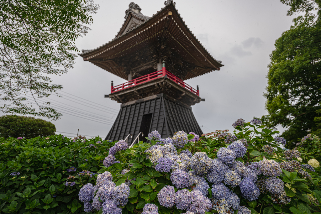 武蔵紫陽花寺