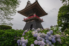 武蔵紫陽花寺