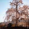 東寺枝垂れ桜