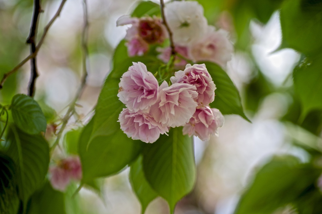 枝垂れ八重桜