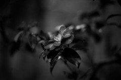 冬の華