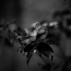 冬の華