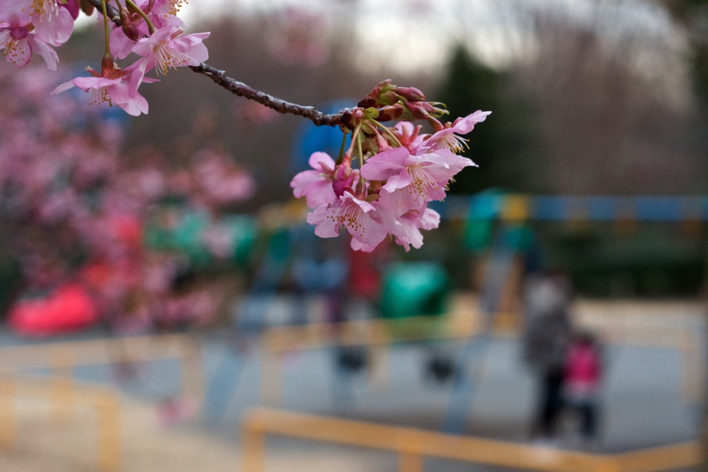 遊具と桜