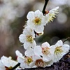 梅ふたたび