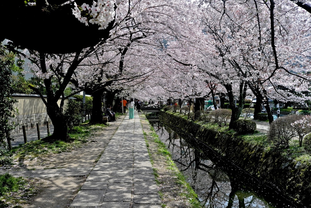 桜のトンネル