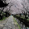 桜のトンネル