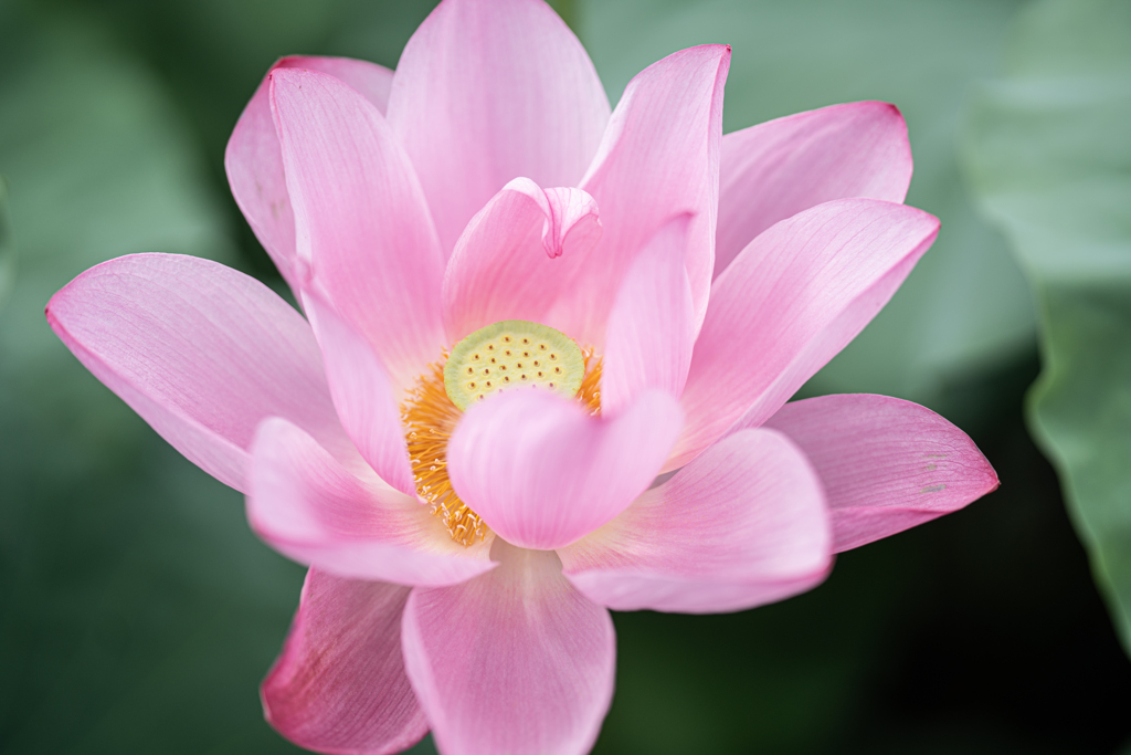 開花