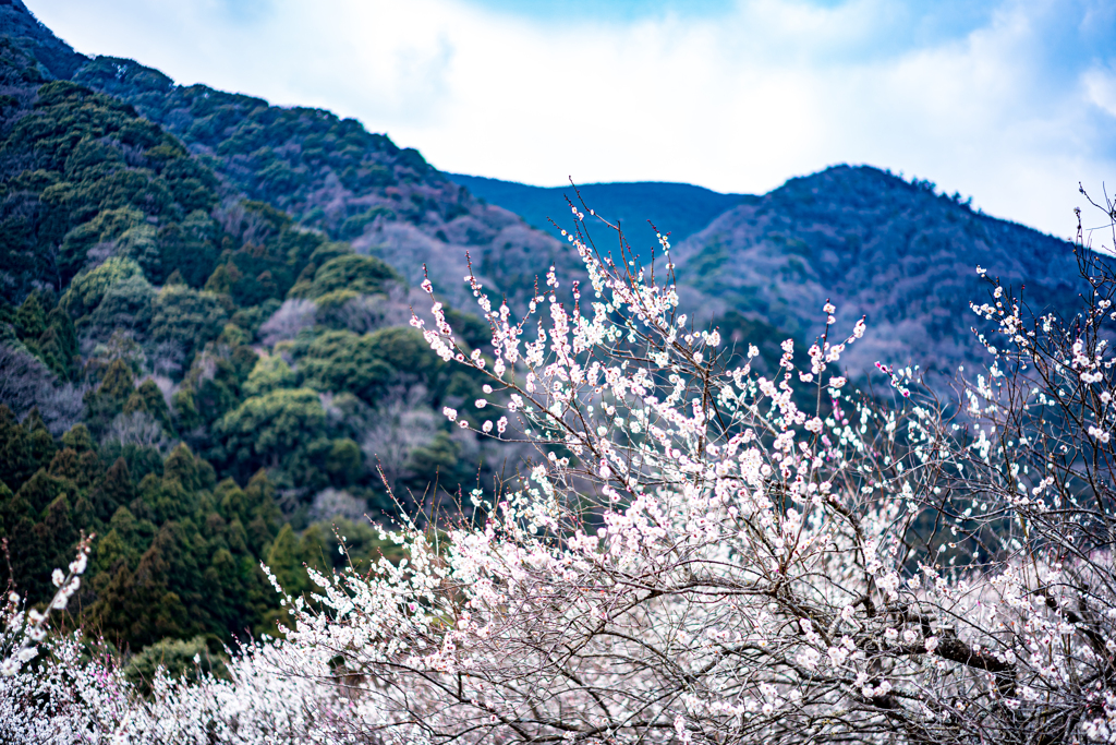 湯河原梅林
