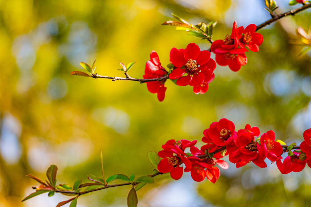 ボケの花古寺に咲く