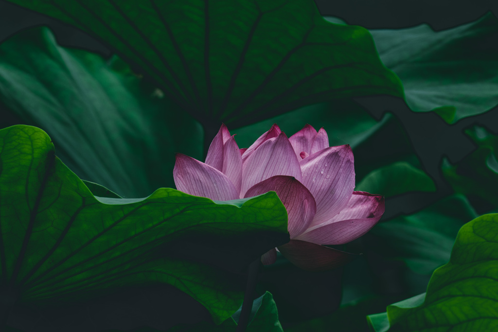開花待ち