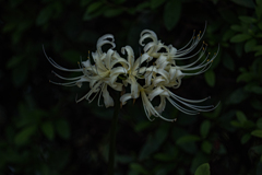 白い曼珠沙華