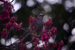 ヒヨドリと寒緋桜