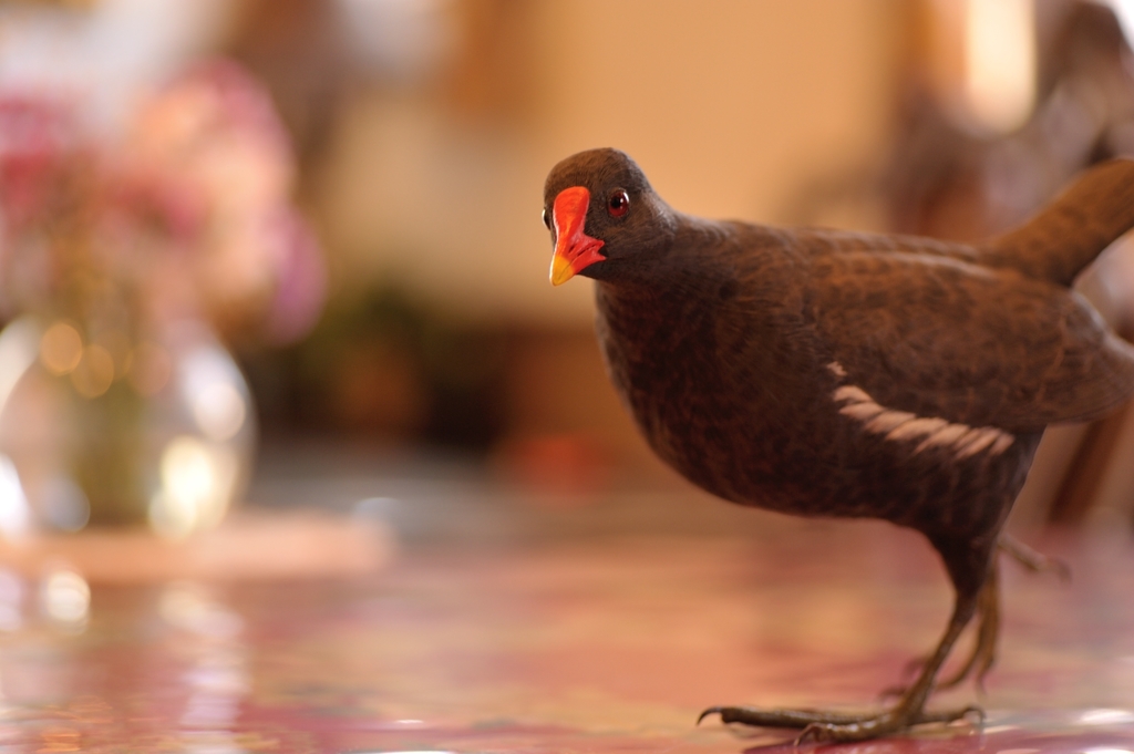 BIRDCARVING (2)