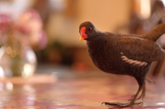 BIRDCARVING (2)
