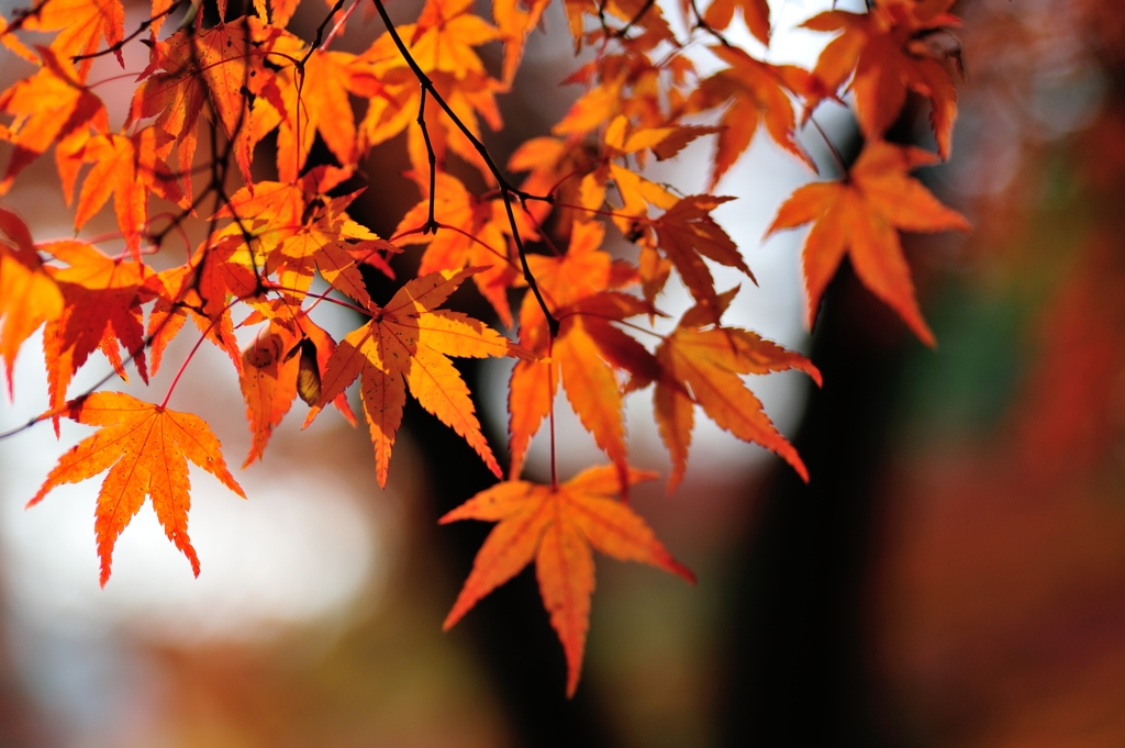 京都⑥