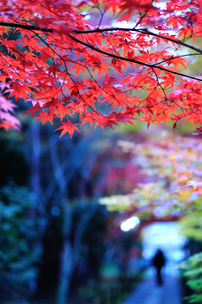 京都④