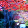 京都④