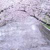 桜①